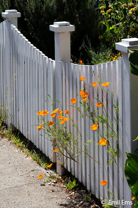 Fence w California poppies